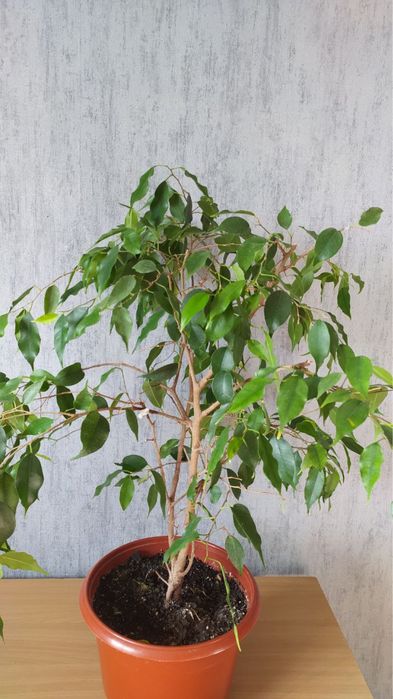 Фикус Бенджамина 50 см