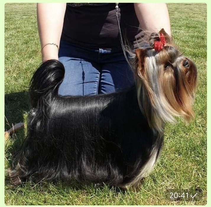 Чемпіон України чекає Наречених!