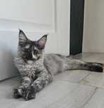Margarita Maine coon linia shaded do odbioru