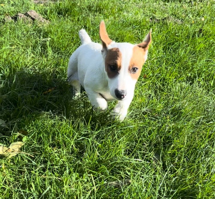 Продаться цуценята з Відмінними Породними Даними!