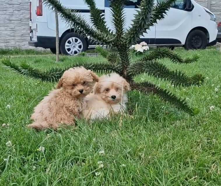 Maltipoo szczeniak