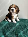 Szczeniak Beagle z rodowodem