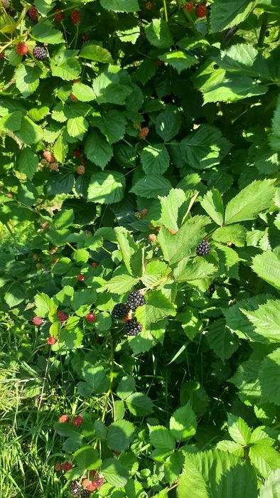 Ягода Малина, Ожина заморожена Ів-Франківськ