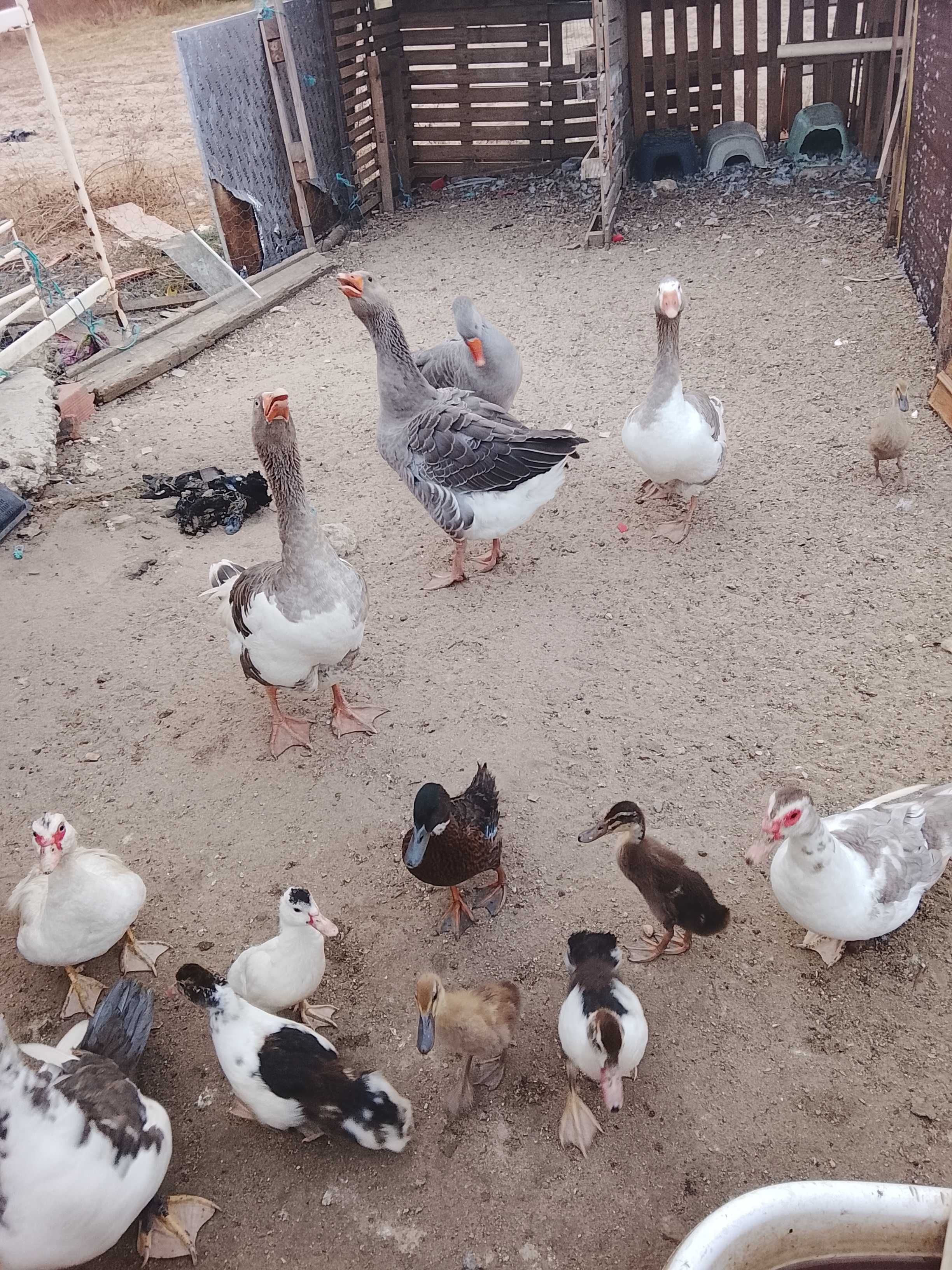 Lote de criação/individual