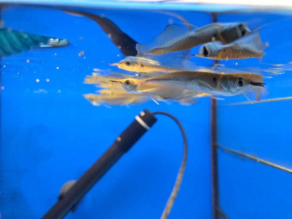 Arowana Prateada \ Osteoglossum bicirrhosum 5-6cm