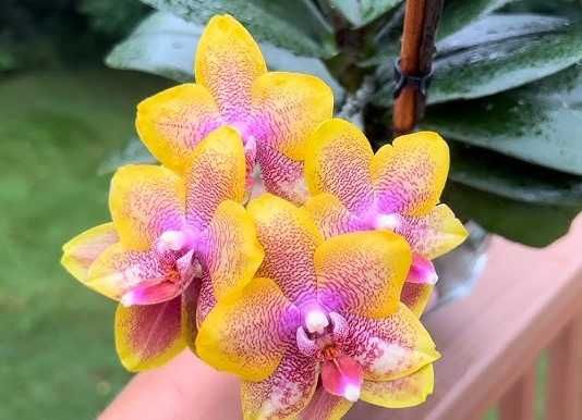 продам орхидеи подростки НЕ ЦВЕТУЩИЕ супер сорта ОДЕССА