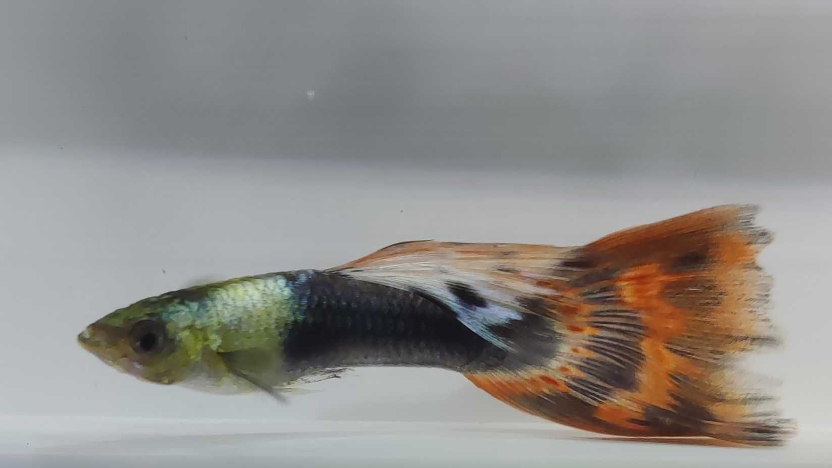 Guppy Tuxedo (macho e fêmea)