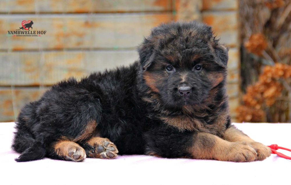 Німецька вівчарка Д\Ш - елітні цуценята від розплідника КСУ-FCI