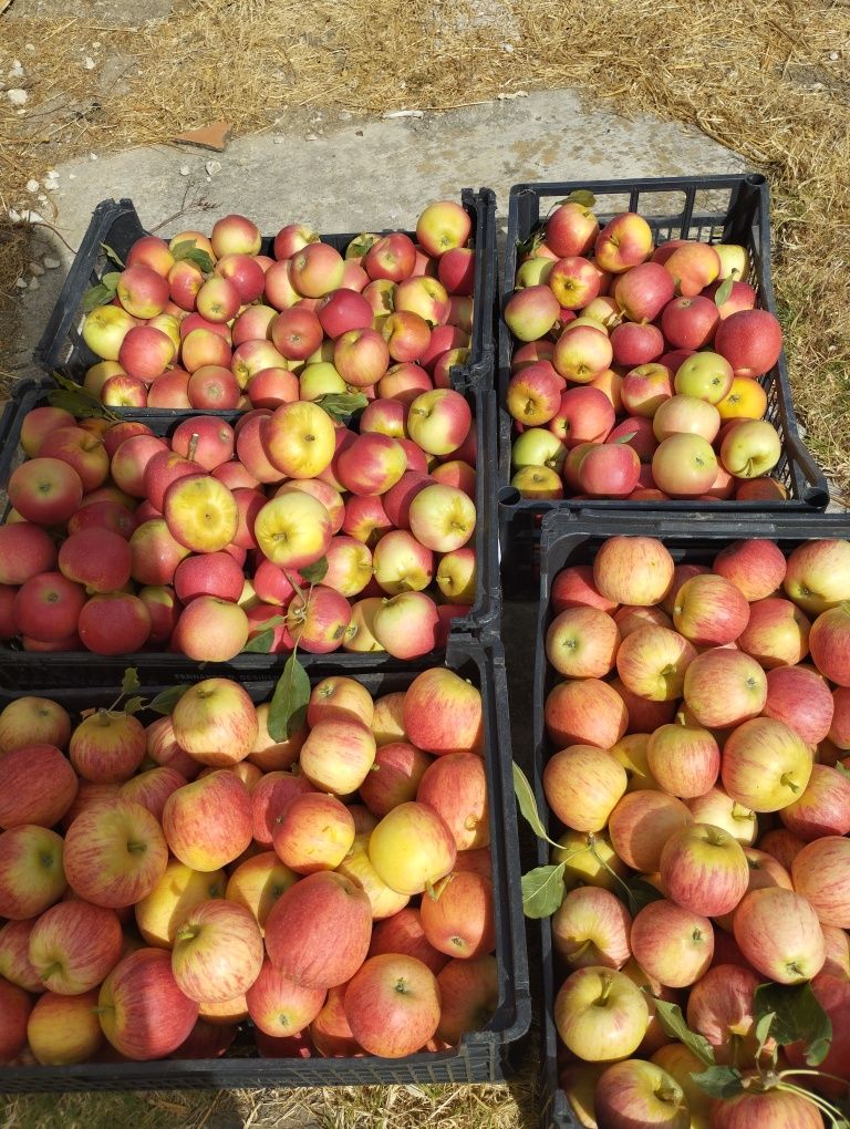 Vendo fruta maçã,pera,figos,ameixa ect.