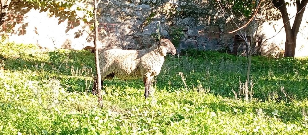 Borrego macho cruzado Suffolk
