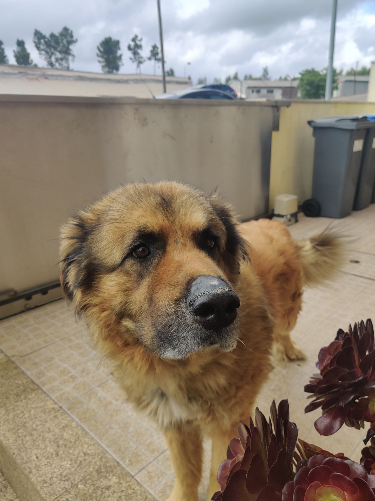 Doa-se cão Serra da Estrela - Max