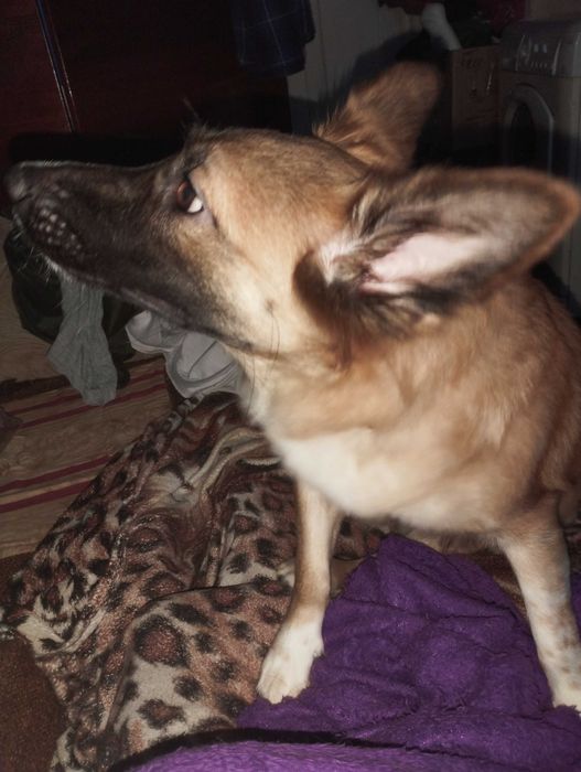 Отдам в добрые руки.