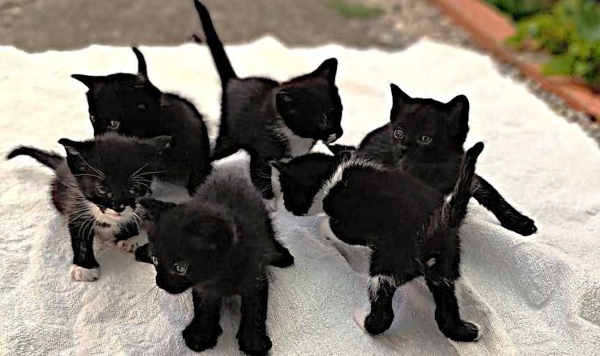 gatinhos/as pretinhos europeios e tuxedo em adopção responsável 1 mês.
