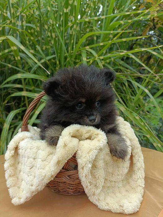 Wzorcowy Mały Szpic i wyjątkowym umaszczeniu Black and tan rodzice FCI