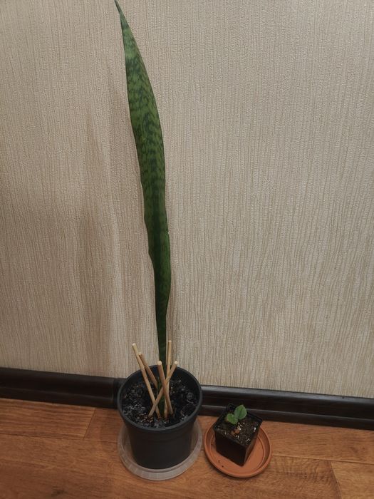 Віддам кімнатні квіти