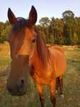 Cavalo de passeio muito manso