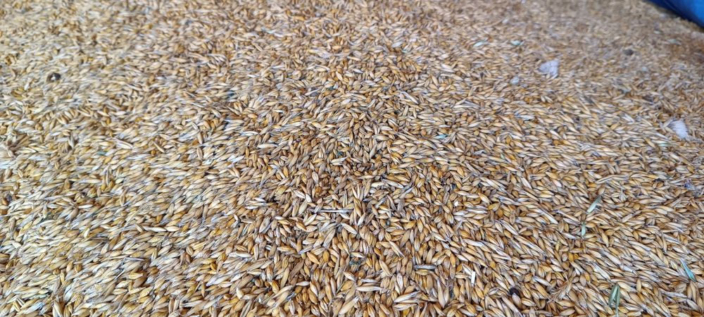 Mieszanka zboże owies jęczmień ekologiczny, eko, BIO