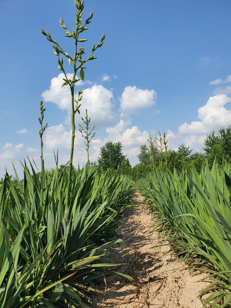 Sadzonka Juka juca yucca juka ogrodowa mrozoodporna wys 15-40cm