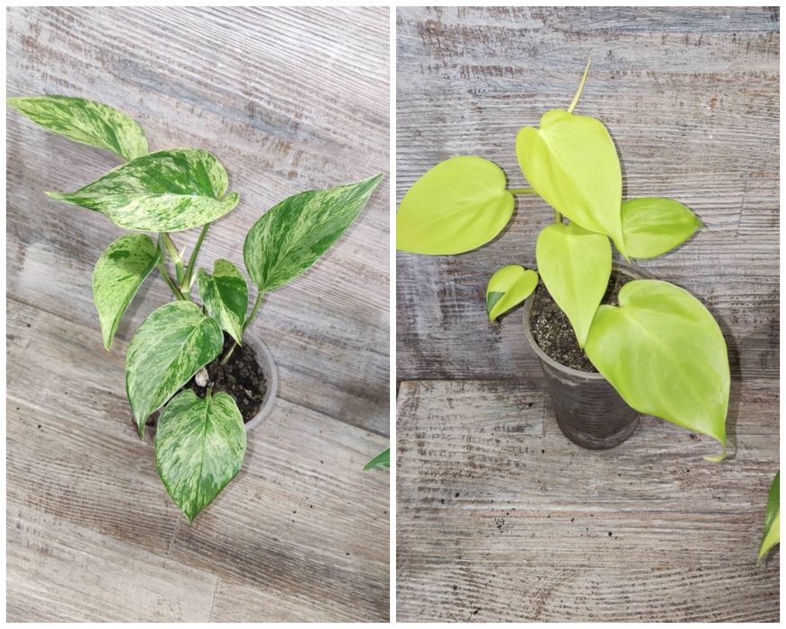 Пропонуємо Епіпремніум Epipremnum, сциндапсус, тропічна ліана.