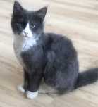 Maine Coon cudny Bicor