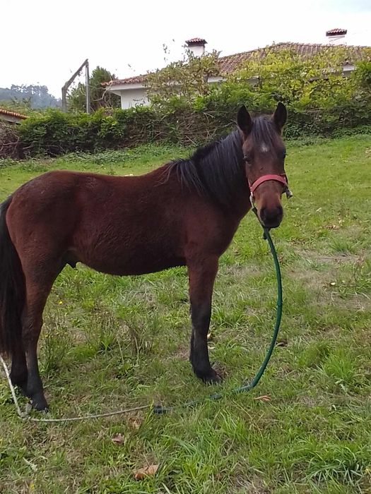 E uma cavalo garano e manso