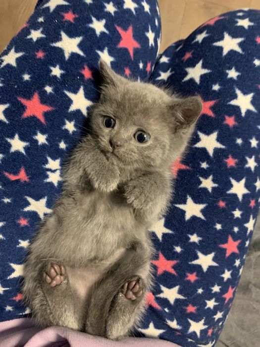 Продаю Британських  кошенят