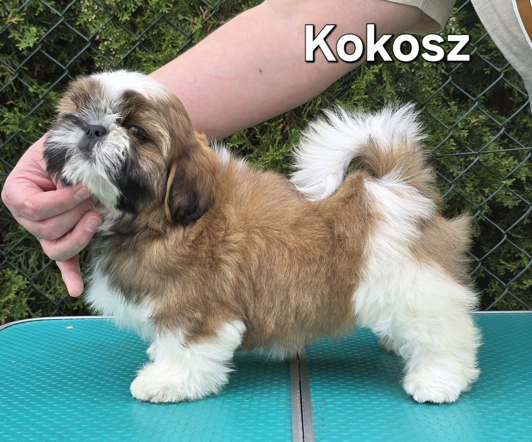 Piesek Shih tzu ZKWP