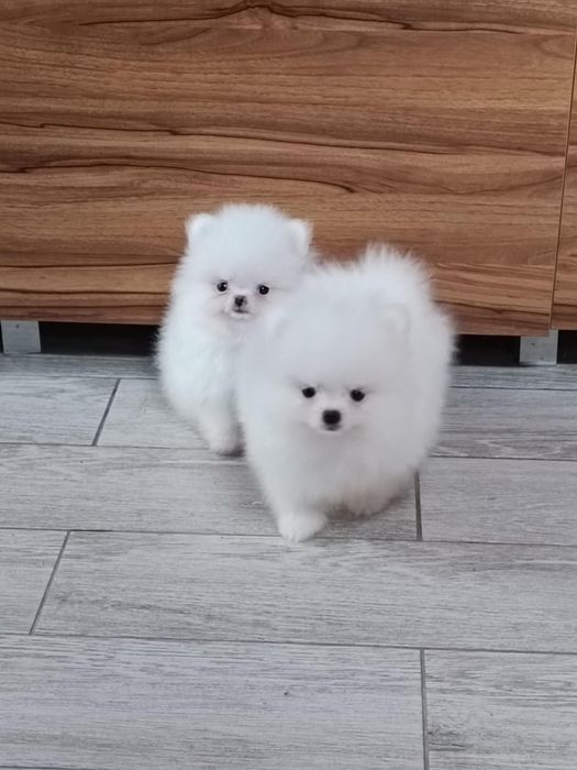Pomeranian  suczka biała
