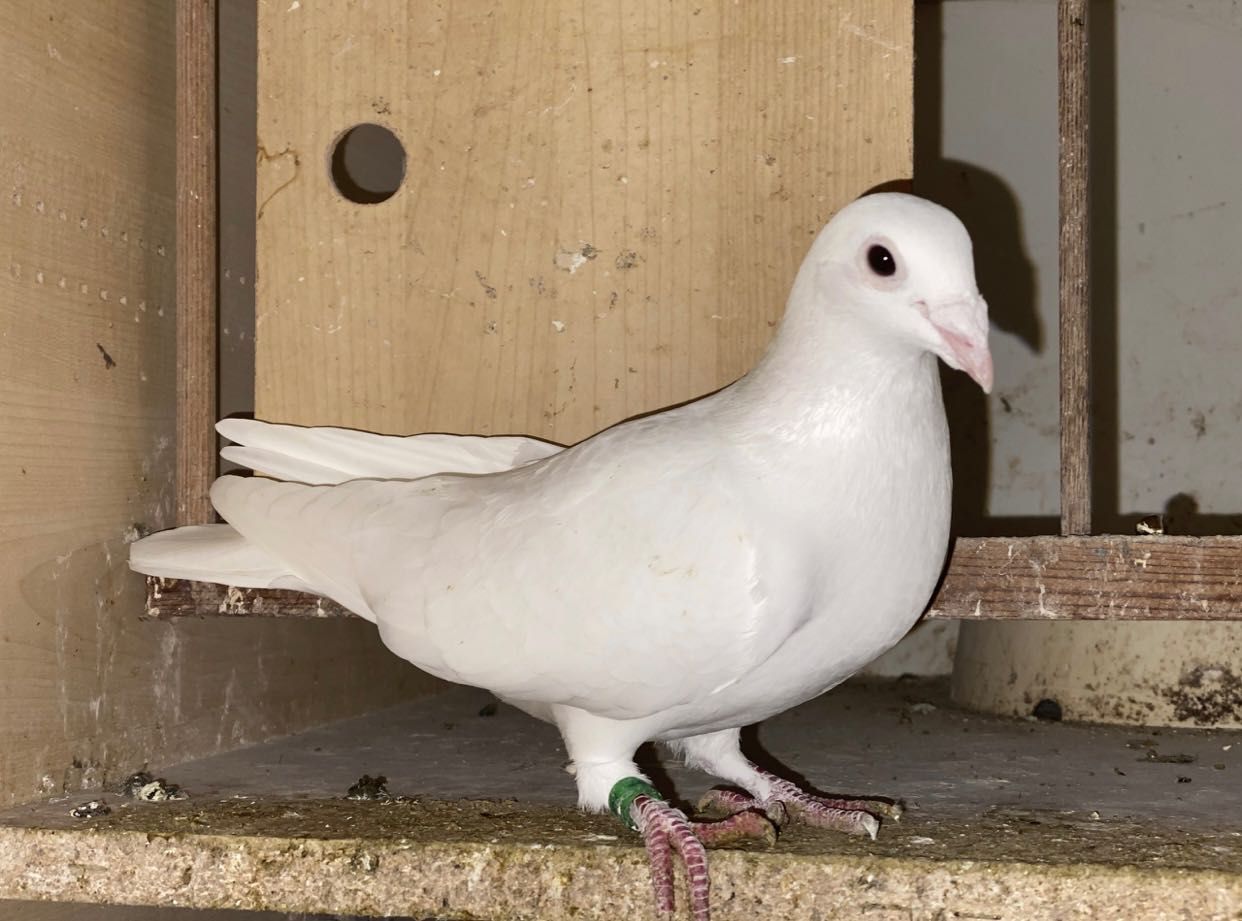 Gołębie pocztowe sportowe białe Vangramberen po Yeti
