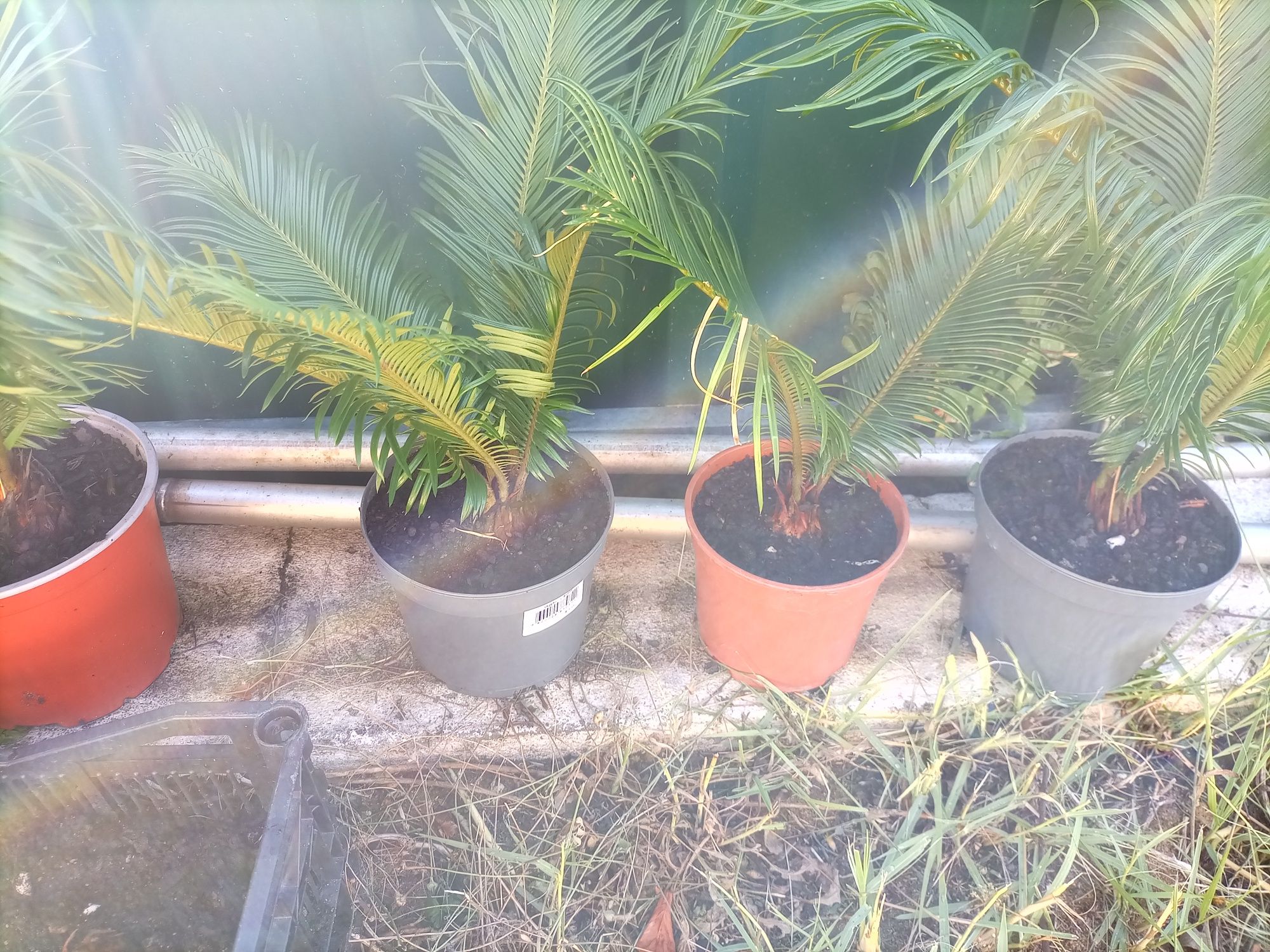 Vendo Plantas Cycas -