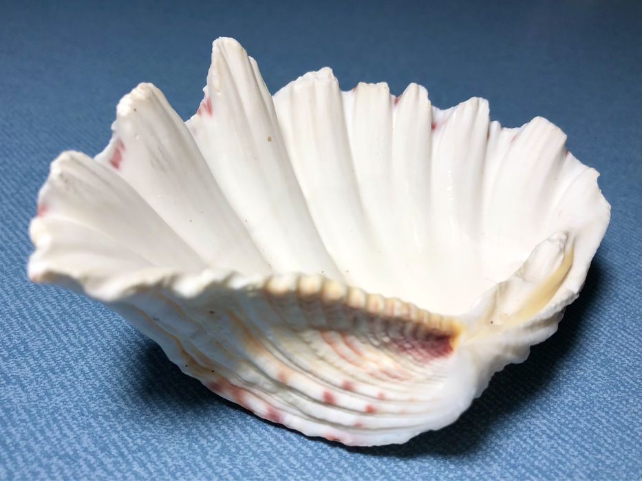 Коллекционная Океаническая Ракушка Белая Hippopus hippopus Морская