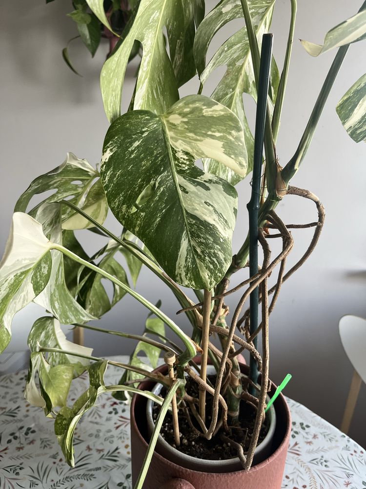 Monstera Variegata