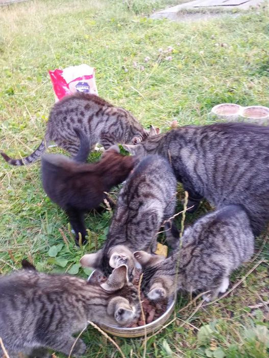 ADOPCJA KOTKÓW.Koty szukają stałego domu.
