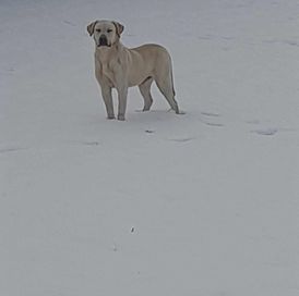 Oddam labradora piękny