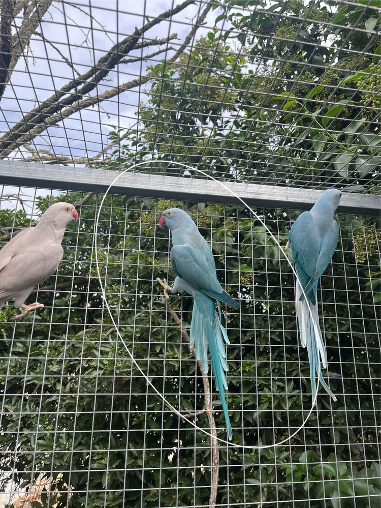 Ring necks.