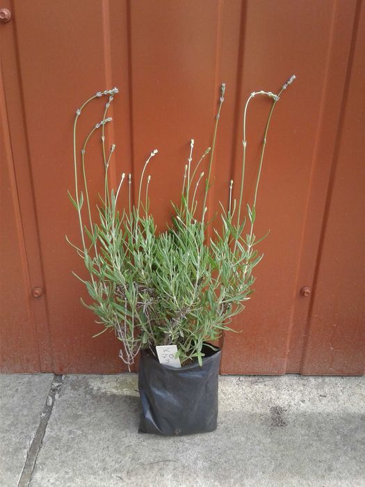 Лаванда зимостійка, англійська  - 5 сортів (біла, рожева, фіолетова)