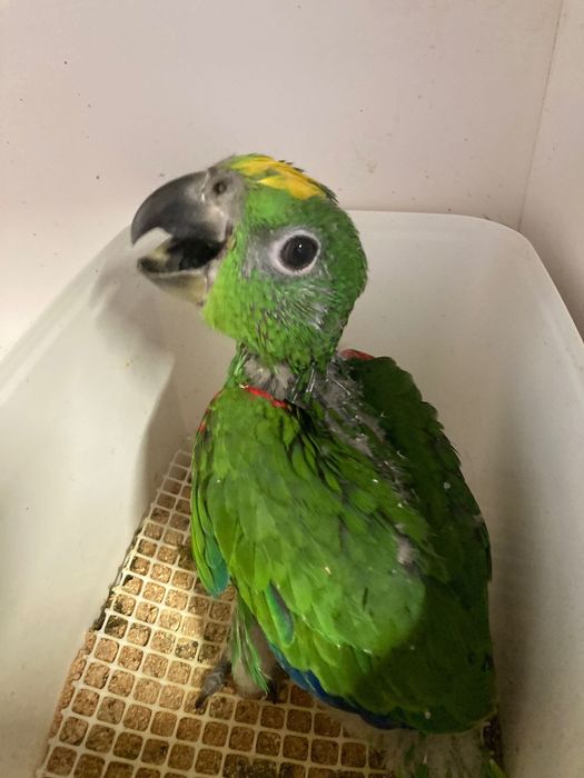 Amazonas ochrocephalo