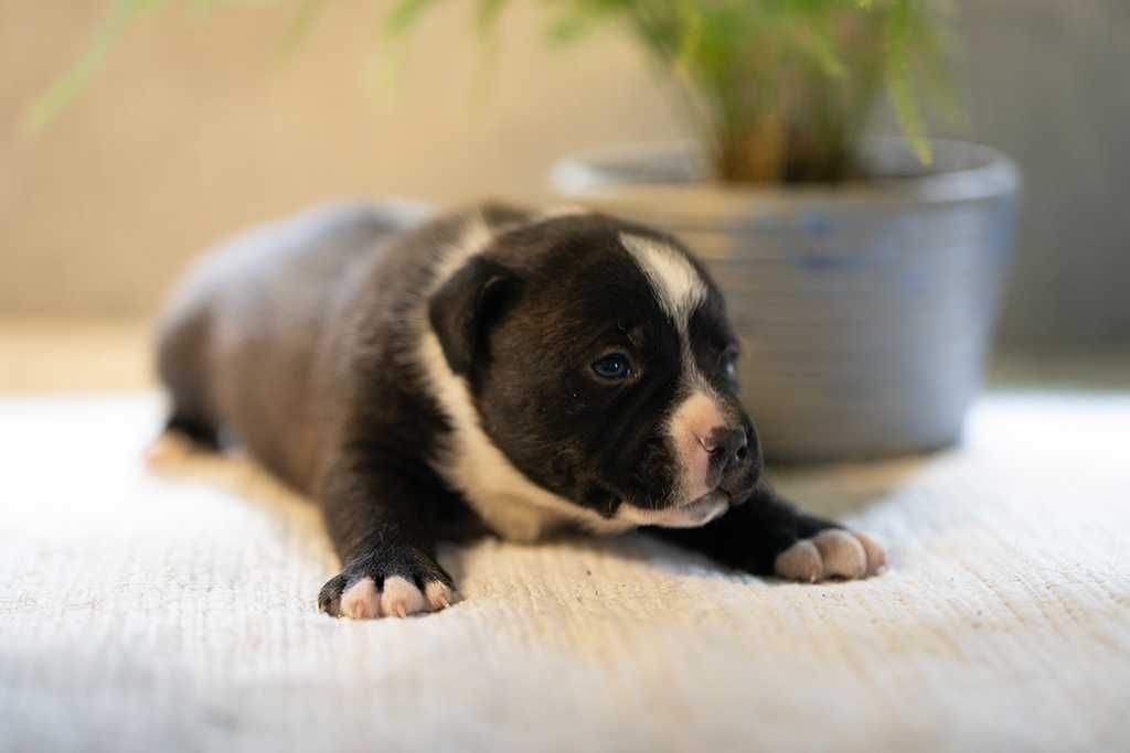 Staffordshire Bull Terrier staffik piesek z rodowodem