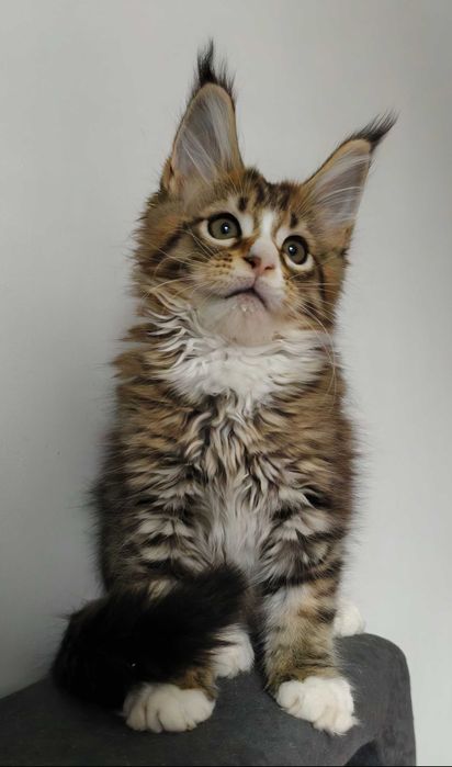 Maine Coon cudny kocurek