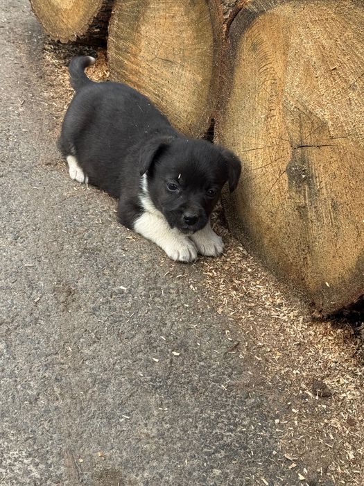 Віддам цуценя в добрі руки