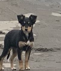 Щенки, девочки, хорошенькие .Беспризорные