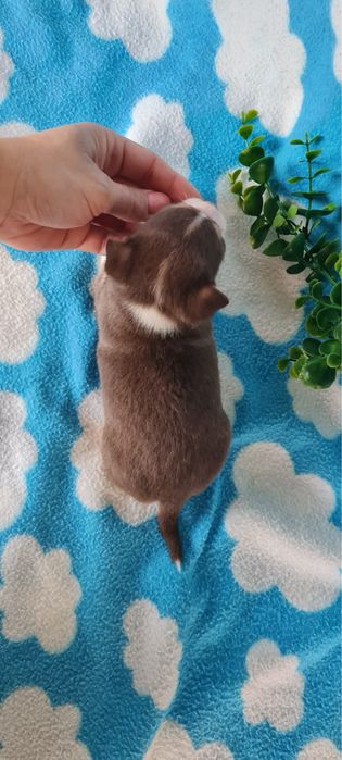 Excecional mini menino Chihuahua/Chiuaua de Qualidade,LinhagemRussa