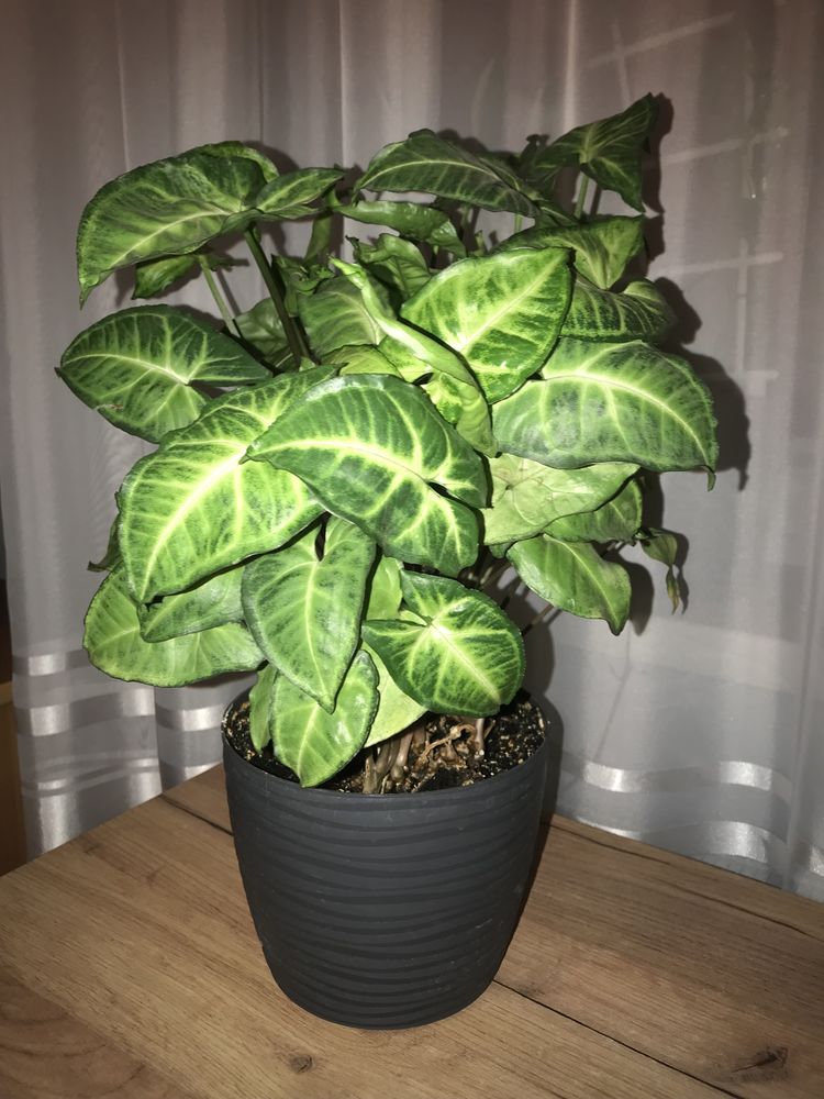 Duży Kwiat doniczokowy sadzonki syngonium podophyllum