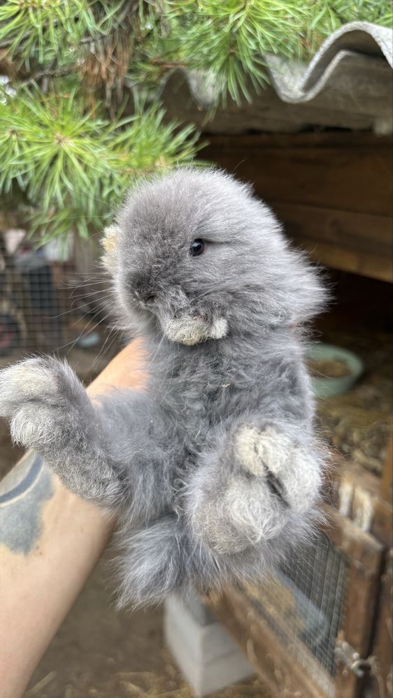piekne króliki karzełki TEDDY