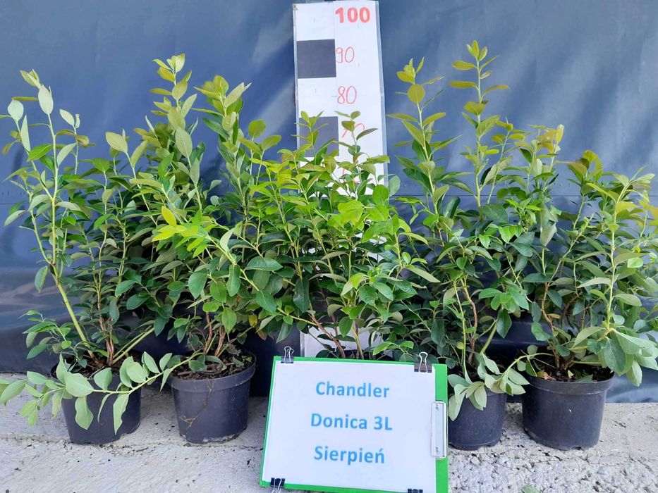 .1. Borówka  Amerykańska CHANDLER 3 lata donica 3 litry