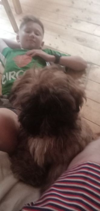 Продам ши-тцу разных возрастов