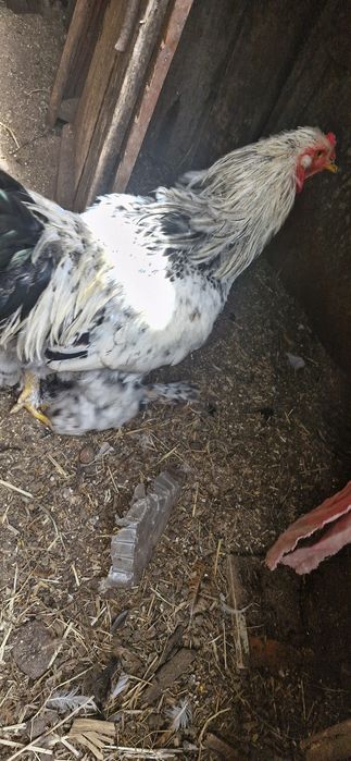 2 Galos  Brahmas puros