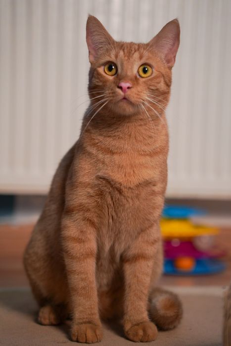 Pilnie dom dla pięknego Feliksa