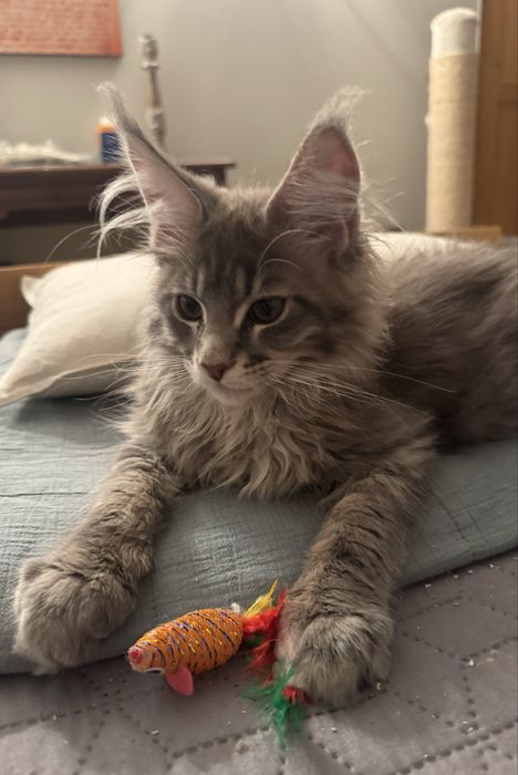 Kocurek Maine Coon