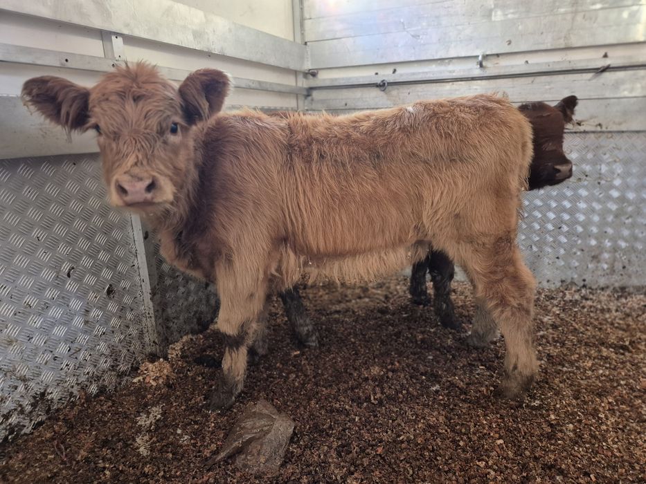 Byczek i jalowka mięsne.